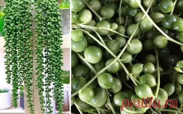 Размножение Крестовника Роули | Мир растений