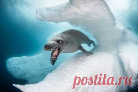 Конкурс подводной фотографии Ocean Art 2019 Это один из самых престижных конкурсов подводной фотографии. Снимки с Ocean Art 2019 Underwater Photography Competition. 24 фото Живоглотовые — семейство лучепёрых рыб. Хищные рыбы, обитают в глубоких водах всех океанов. (Фото Fabien Michenet | Ocean Art): Размеры косяков сардин составляют более 7 км в длину, 1,5 км в ширину и 30 м в глубину, из-за чего за процессом можно наблюдать как с самолёта, так и с берега. (Фото George Kuo...