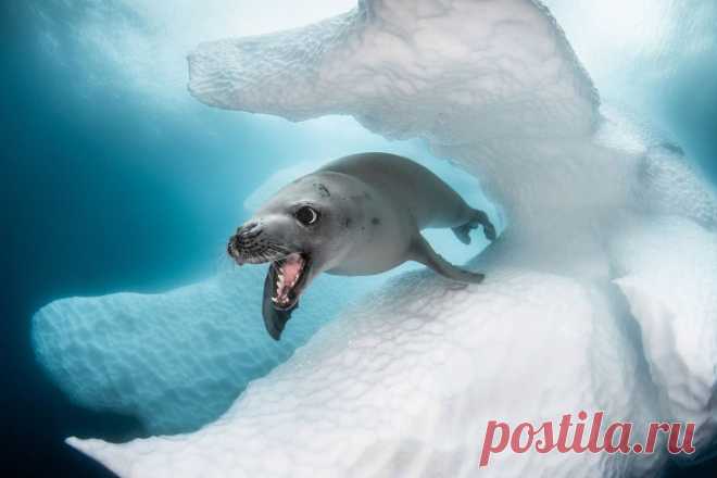 Конкурс подводной фотографии Ocean Art 2019 Это один из самых престижных конкурсов подводной фотографии. Снимки с Ocean Art 2019 Underwater Photography Competition. 24 фото Живоглотовые — семейство лучепёрых рыб. Хищные рыбы, обитают в глубоких водах всех океанов. (Фото Fabien Michenet | Ocean Art): Размеры косяков сардин составляют более 7 км в длину, 1,5 км в ширину и 30 м в глубину, из-за чего за процессом можно наблюдать как с самолёта, так и с берега. (Фото George Kuo...