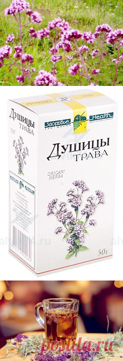 Душица - лечебные свойства и противопоказания растения.