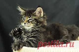 Maine Coon Kittens: Odin | Flickr - Photo Sharing!