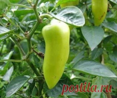 ПОЧЕМУ ПЕРЕЦ НЕ ДАЕТ БУТОНЫ