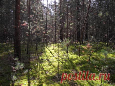 Вкусный Огород: Как я чуть не заблудился в трех соснах