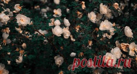 «Один только ученик поднял голос и сказал: пойдем и мы умрем с ним», — Антоний Сурожский об уверении Фомы - Православный журнал «Фома» 25 Другие ученики сказали ему: мы видели Господа. Но он сказал им: если не увижу на руках Его ран от гвоздей, и не вложу перста моего в раны от гвоздей, и не