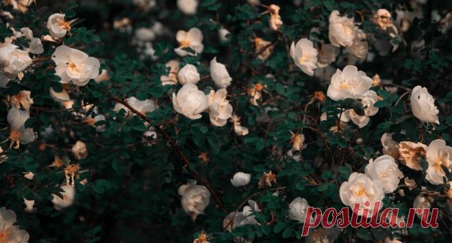 «Один только ученик поднял голос и сказал: пойдем и мы умрем с ним», — Антоний Сурожский об уверении Фомы - Православный журнал «Фома» 25 Другие ученики сказали ему: мы видели Господа. Но он сказал им: если не увижу на руках Его ран от гвоздей, и не вложу перста моего в раны от гвоздей, и не