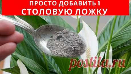 Одна столовая ложка бесплатного вещества заставит цвести и бурно расти комнатные растения Эту подкормку можно использовать для многих комнатных растений, но в этом видео покажу на примере спатифиллума (женское счастье), как он преображается буквально за 1 неделю.&nbsp;Это растение довольно неприхотливо, но есть у него такая особенность, что часто это комнатное растение не...