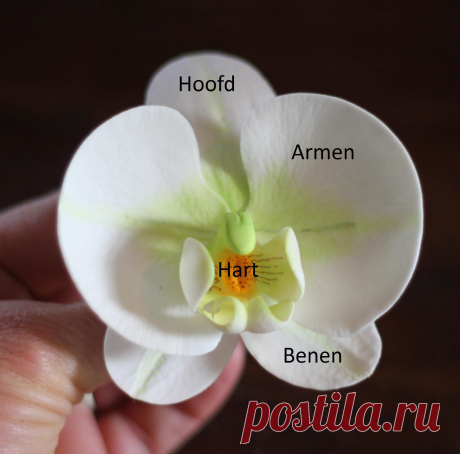 How To Orchidee (Pagina 1) - Sjablonen, Patronen &amp; Howto's - Het &quot;DeLeuksteTaarten&quot; - forum