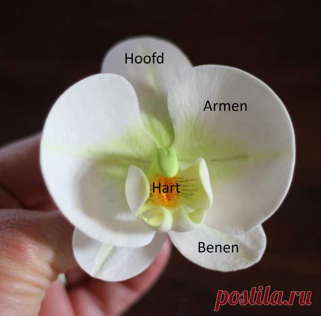 How To Orchidee (Pagina 1) - Sjablonen, Patronen & Howto's - Het "DeLeuksteTaarten" - forum