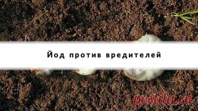 Одна капля йода, и ты не узнаешь свой огород!