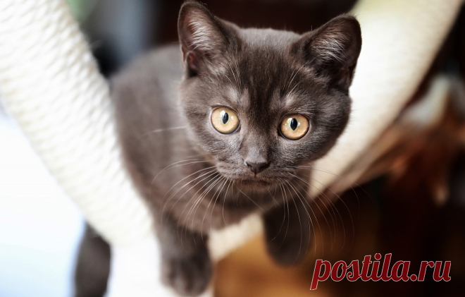 Обои кошка, взгляд, морда, котенок, котёнок, коричневый, британский, боке, желтые глаза картинки на рабочий стол, раздел кошки - скачать