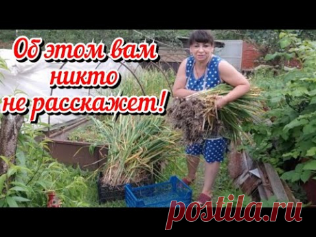 Об этом вам никто не расскажет! Что я заготавливаю мешками? Убираю чеснок. Жизнь семьи в деревне.