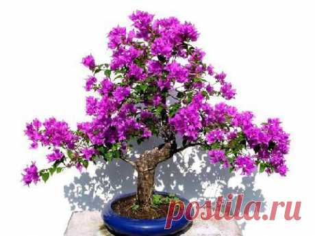 Зимний уход за кадочными бугенвиллеями