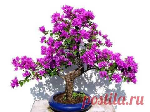 Зимний уход за кадочными бугенвиллеями