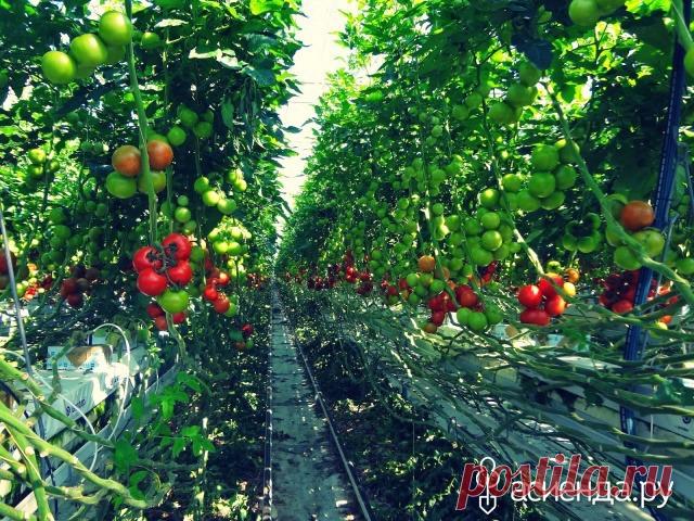 СОВЕТЫ, КОТОРЫЕ ПОМОГУТ ВЫРАСТИТЬ НЕБЫВАЛЫЙ УРОЖАЙ ТОМАТОВ