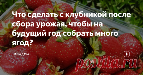 Что сделать с клубникой после сбора урожая, чтобы на будущий год собрать много ягод? После того, как ягоды закончатся, перед большинством дачников встает закономерный вопрос: что делать дальше? Ведь, как известно, одной лишь подготовкой к плодоношению и сбору урожая дело не обходится, клубника – такая культура, которая «капризница» и требует внимания на протяжении всего сезона.