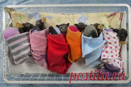 Брошенные летучие лисицы находят приют в больнице Австралии