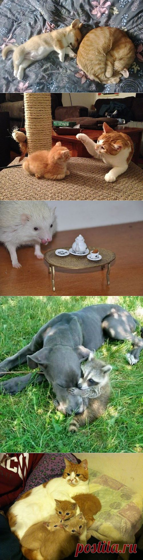 ������� � ����������� � ��������� (30 ����)ЖИВОТНЫЙ ПОЗИТИВ