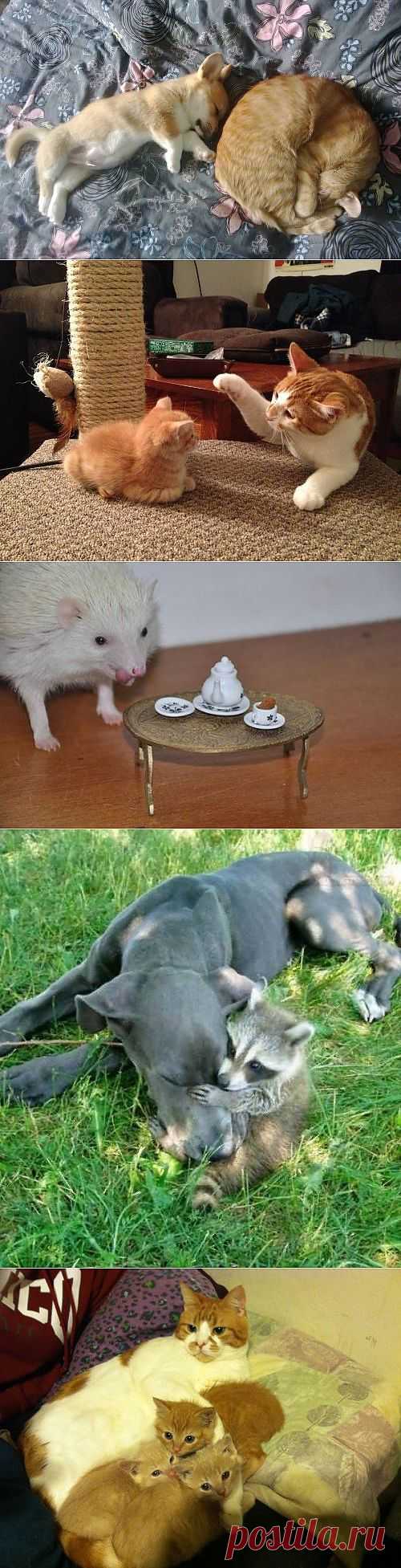 ������� � ����������� � ��������� (30 ����)ЖИВОТНЫЙ ПОЗИТИВ