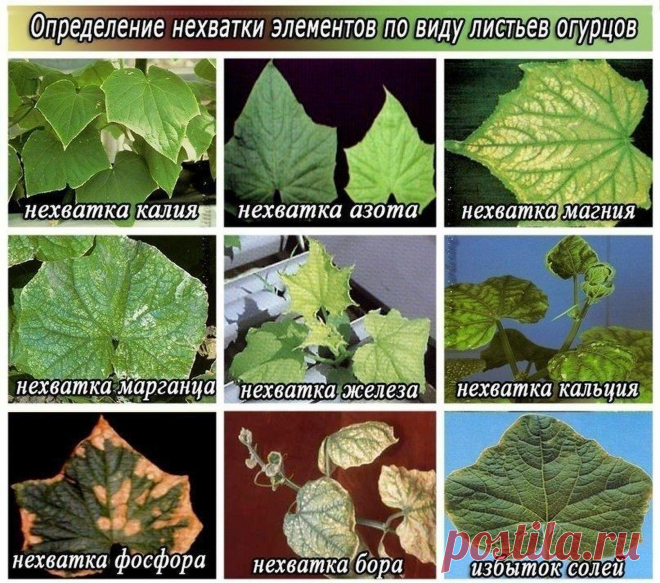 (8) Одноклассники