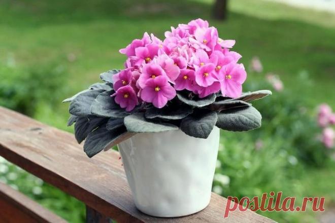 Два простых способа выращивания фиалки из листочков в домашних условиях