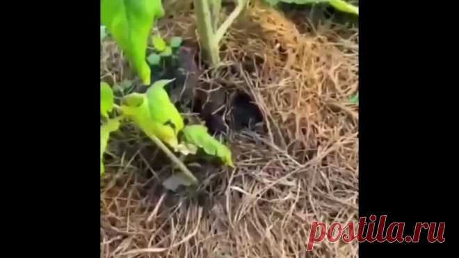 Чтoбы вaши тoмaты нe бoлeли. Coxpaнитe!