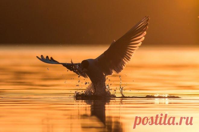 Автор фото-Дм.Вилюнов