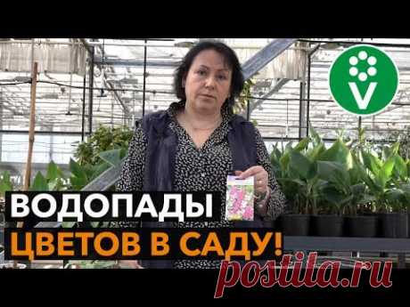 Лучшие быстрорастущие однолетние лианы для вашего сада!