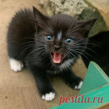 Мама Алиска - OGADANIE.RU