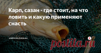 Карп, сазан - где стоит, на что ловить и какую применяют снасть Сазан рыба стайная с удлиненным телом, с золотистой чешуей, спина  темная, брюхо светлое, спинной плавник серый, хвост красный, остальные  серые с фиолетовым оттенком. Спинной плавник широкий  у которого спереди  есть как бы «пила» зазубренная кость, такой имеется и под хвостом.  Обитает сазан в бассейнах Каспийского, Черного, Аральского морей,  особенно его много в низовьях рек этих бассейнов.
О