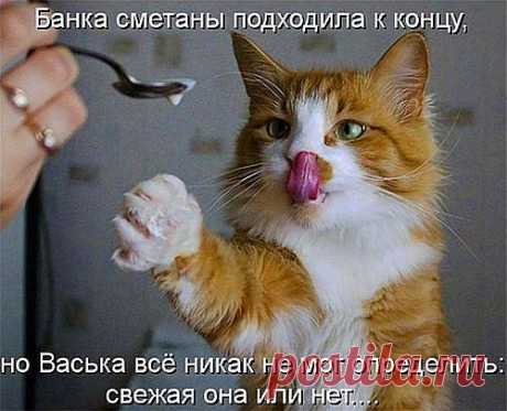 Молочные продукты в домашних условиях | Со вкусом