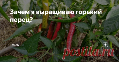 Зачем я выращиваю горький перец? Разве бывает в магазине перец такой остроты?
