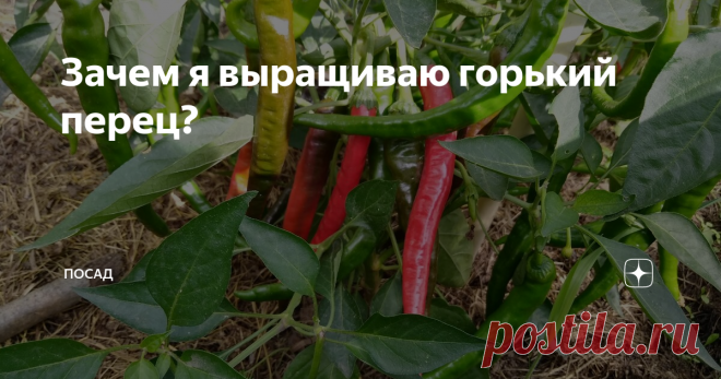 Зачем я выращиваю горький перец? Разве бывает в магазине перец такой остроты?
