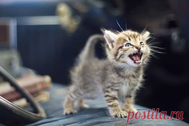 5 суперспособностей кошек, о которых мало кто подозревает