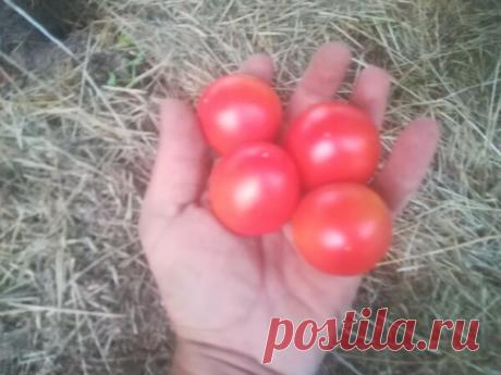 Мои прекрасные томаты. Какие сорта я уже собираю. Какие вам посоветую | На даче с Ростиславом Малявко | Яндекс Дзен