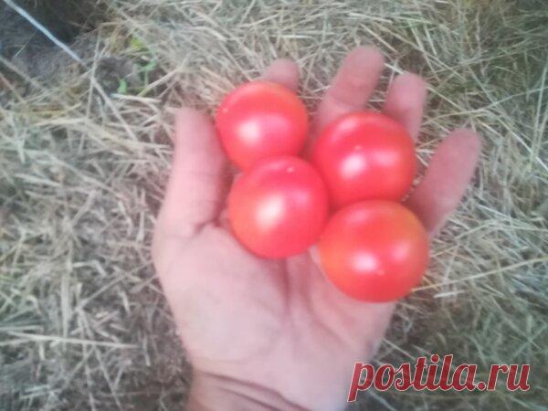 Мои прекрасные томаты. Какие сорта я уже собираю. Какие вам посоветую | На даче с Ростиславом Малявко | Яндекс Дзен