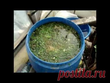 Эффективная настойка для подкормки растений и для лечения почвы в теплице