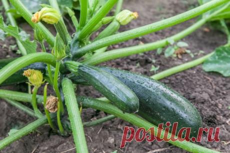 Почему гниют завязи кабачков | Кабачки, тыквы (Огород.ru)