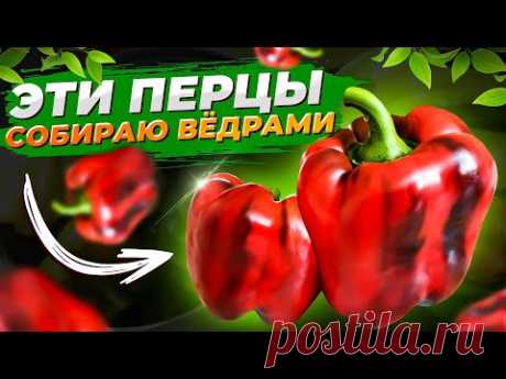 САМЫЕ ВКУСНЫЕ сорта СЛАДКОГО ПЕРЦА, бонусом - шикарная урожайность