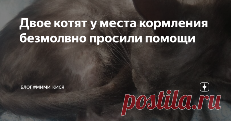Двое котят у места кормления безмолвно просили помощи Вот таких малышей нашла Рита в месте, где обычно кормит уличных котеек. Два котёнка серенькая девочка и чёрный мальчик.
У девчули шерсти почти нет, худющая, один скелетик, обезвожена сильно.
Мальчик тоже худющий и обезвоженный, но у него ещё воспаление внутри и дырка под лапкой. Хозяйка передержки "Животные на Бирюзова" обработала перекисью, но гной не выходит, как будто запекся внутри и малышу оч