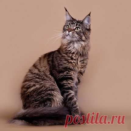 Питомник мейн-кунов "Lilium" г. Пенза