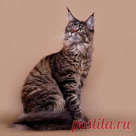 Питомник мейн-кунов "Lilium" г. Пенза