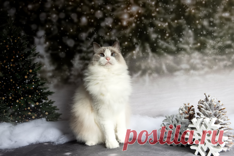 Фотограф Etkind Elizabeth"Матильда"