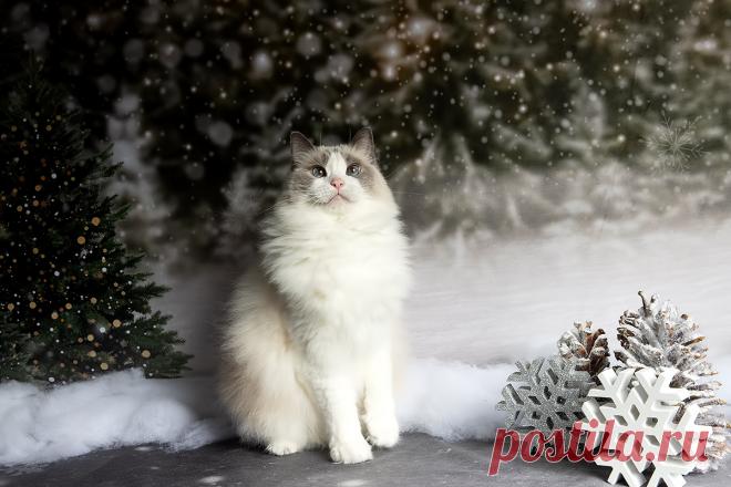 Фотограф Etkind Elizabeth