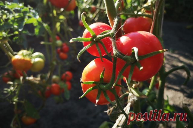 Чем безопасно подкормить растения в начале осени — Ботаничка