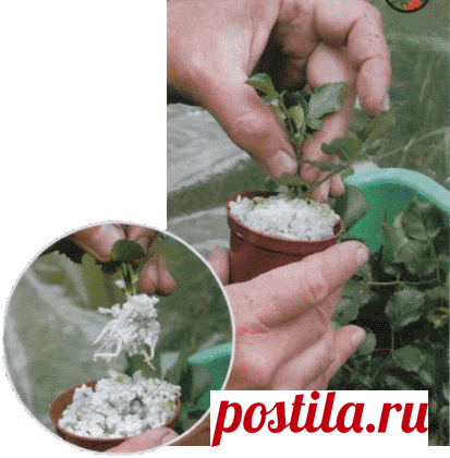 ЧЕРЕНКОВАНИЕ РОЗ