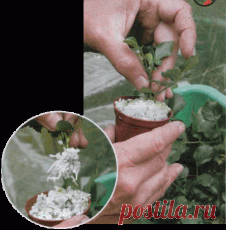 ЧЕРЕНКОВАНИЕ РОЗ