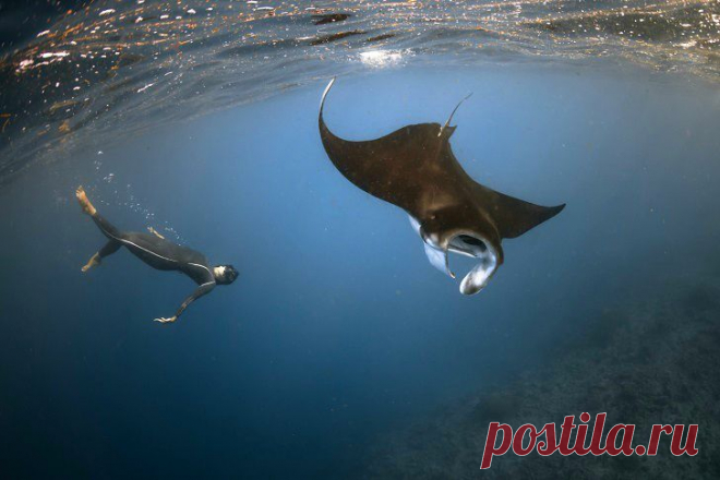 Невероятный фридайвинг в дикой природе • НОВОСТИ В ФОТОГРАФИЯХ  Со скатом у Коморских островов.