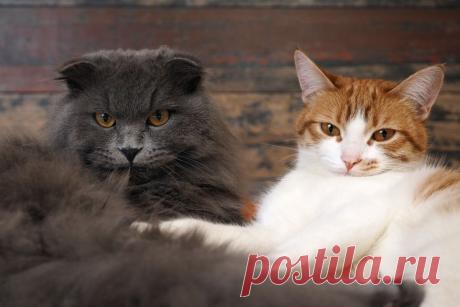 Секреты окраса: что цвет шерсти вашей кошки может рассказать о ее характере? | ikoshkiru - Мир кошек | Дзен