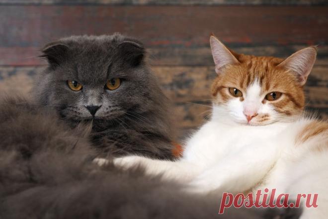 Секреты окраса: что цвет шерсти вашей кошки может рассказать о ее характере? | ikoshkiru - Мир кошек | Дзен