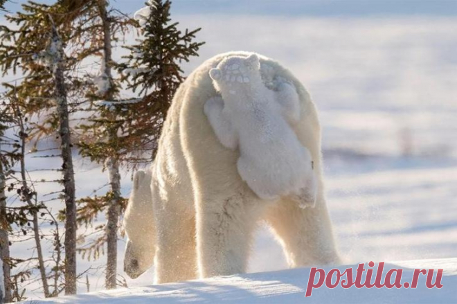 Финалисты конкурса самых смешных фотографий диких животных «Comedy Wildlife Photography Awards 2017»